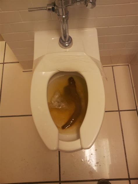 Toilet clogged with poop. Things To Know About Toilet clogged with poop. 